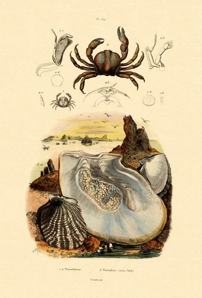 Cangrejo de Guisante de French School